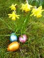 daffodil_chocolate_eggs