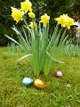 daffodil_egg_hunt