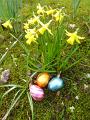easter_egg_daffodils