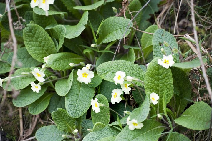 primroses.jpg - Closeup of pale yellow primroses flowering in the wild during spring
