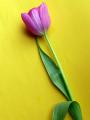 cut_tulip_flower