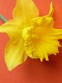 daffodil_detail