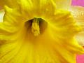 daffodil_macro