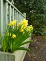 daffodil_planter
