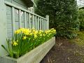 daffodils_planter
