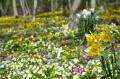 easter_woodland_flowers