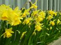flowering_daffodils