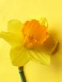 narcissus_on_yellow