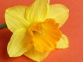 one_daffodil