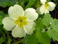 primrose_flower