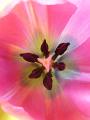 tulip_flower_macro