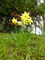 woodland_daffodil