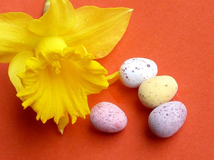 daffodil_minieggs.jpg - Single daffodil with sugar-coated mini Easter eggs on a colorful textured orange background with copy space for a holiday greeting