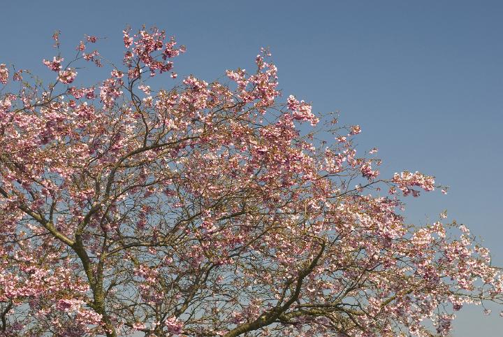cherry_tree_blossom.jpg - Flowering Japanese ornamental cherry tree or Sakura in full spring blossom against a blue sky