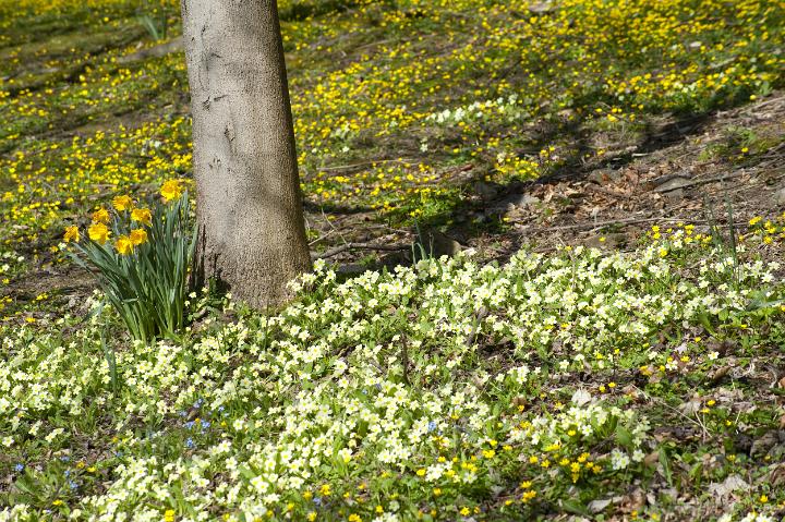 common_primrose.jpg - Common yellow primrose and daffodils flowering at the base of a tree in spring