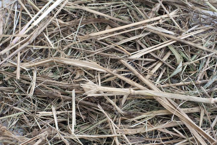 hay_background.jpg - Background of dried hay or straw produced from natural grass and used mainly for winter fodder and bedding for livestock