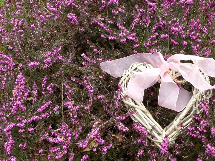 heather_love_background.jpg - Rustic wicker heart with pink bow ribbon lying on a bed of matching pink heather in bloom symbolic of love and romance viewed from above