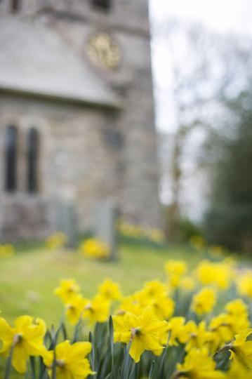 church_daffodils.jpg - Background of yellow spring daffodils flowering in front of a rural stone church, shallow depth of field
