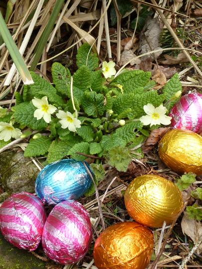 bounty_of_easter_eggs.jpg - Colorful foil wrapped chocolate Easter eggs in woodland surrounding a primrose plant with yellow flower in spring ready for the kids egg hunt