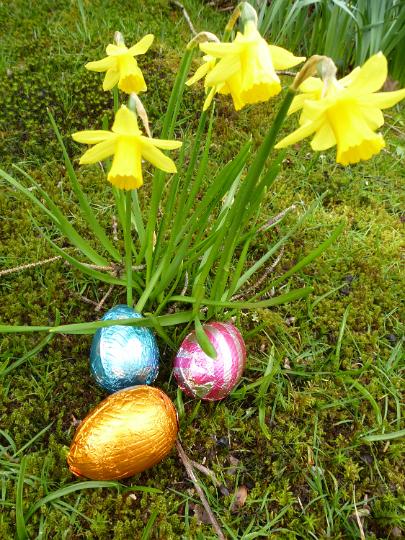 daffodil_chocolate_eggs.jpg - Colorful foil wrapped chocolate Easter eggs hidden under a flowering yellow spring daffodil outdoors in woodland ready for the egg hunt