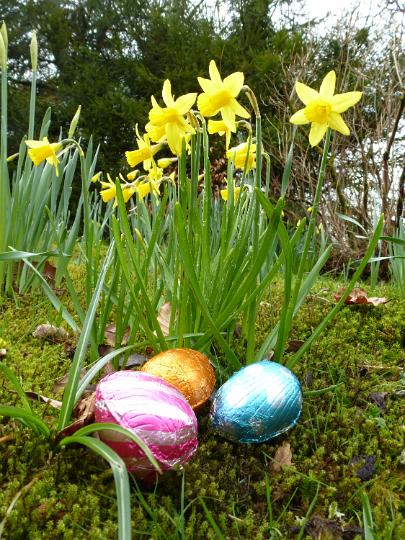 daffodils_and_eggs.jpg - Colorful foil wrapped Easter eggs below a daffodil plant growing outdoors in woodland for the kids traditional holiday Egg Hunt