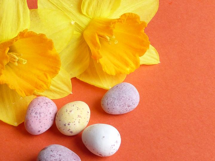 daffodils_eggs_copyspace.jpg - Fresh yellow daffodils and small candy colorful quail eggs in close-up on orange surface background. Easter treatments and decorations