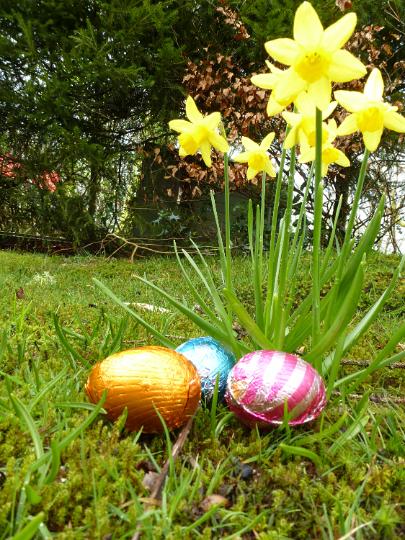 easter_egg_hunt_woods.jpg - Three colorful chocolate Easter eggs outdoors lying at the foot of a daffodil plant with yellow flowers in a garden or woodland