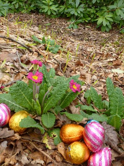 easter_primrose_and_eggs.jpg - Cluster of colorful foil wrapped Easter eggs hidden amongst pink primroses or primula in woodland ready for the traditional egg hunt to celebrate the holiday