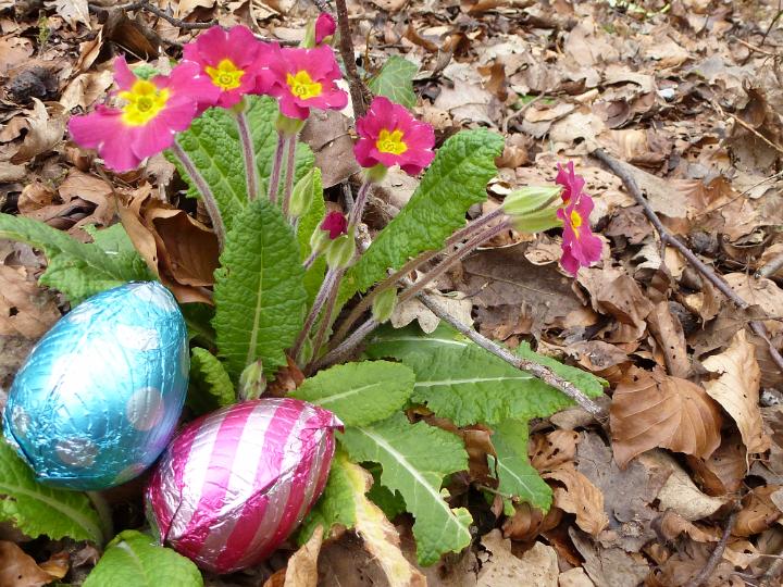 easter_promrose_and_chocolate.jpg - Easter primroses with foil wrapped chocolate eggs outdoors in woodland ready for the kids Egg Hunt to celebrate the holiday