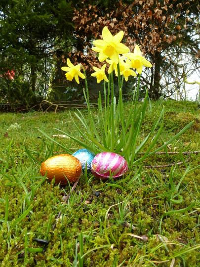 egg_hunt.jpg - Colorful chocolate Easter eggs on the grass and wild growing daffodils in forest nature, viewed from ground level for egg hunt game concept