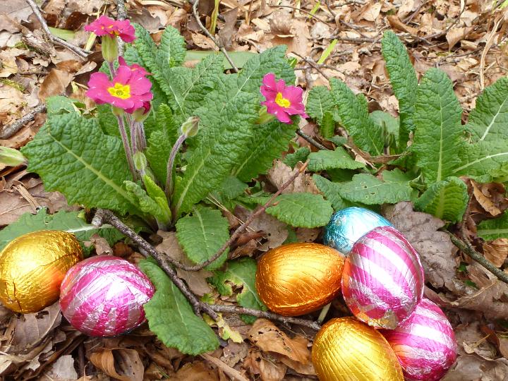 egg_hunt_easter_eggs.jpg - Chocolate eggs in colorful foil hidden on the ground in woodland near small blooming wild growing plant of primula for Easter egg hunt game