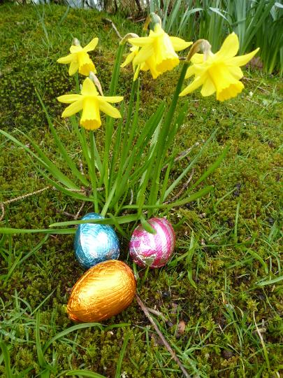 eggs_and_daffodil.jpg - Three foil easter eggs with yellow spring daffodils outdoors in the garden or woodland ready for the traditional holiday egg hunt