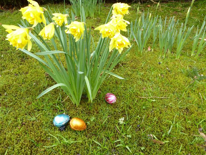 eggs_outdoors.jpg - Chocolate Easter eggs in colored foil sitting on green grass and moss on the ground under the wild growing yellow flowers of daffodil, viewed from high angle. Egg hunt game theme