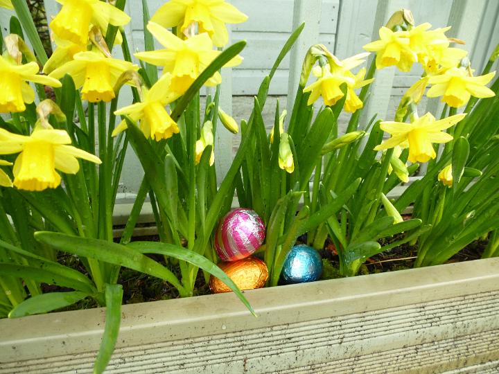 hidden_eggs.jpg - Colorful foil Easter eggs nestled in spring daffodil plants with vivid yellow flowers in a planter ready for the traditional Egg Hunt for the kids