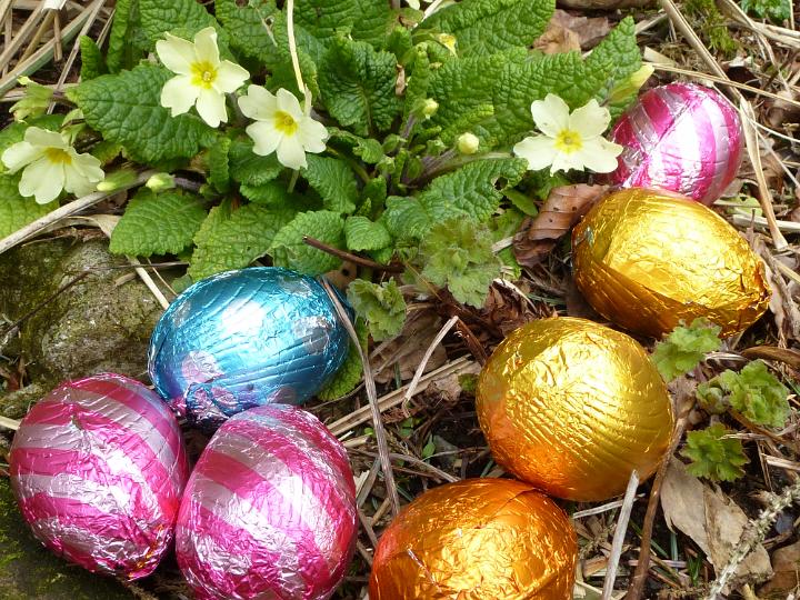 woodland_easter_eggs.jpg - Assorted colorful foil wrapped Easter eggs outdoors amongst yellow primroses ready for the egg hunt celebration for kids