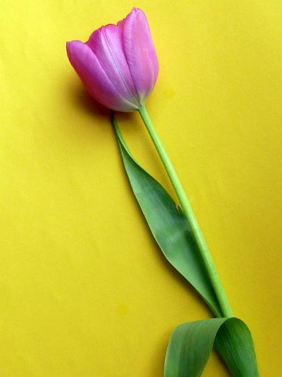 cut_tulip_flower.jpg - Single fresh purple spring tulip on yellow placed diagonally with lateral copy space