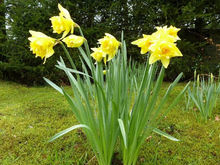 daffodil_flowers.jpg - Bright yellow daffodil or narcissus flowers growing wild outdoors in spring woodland in a close up view