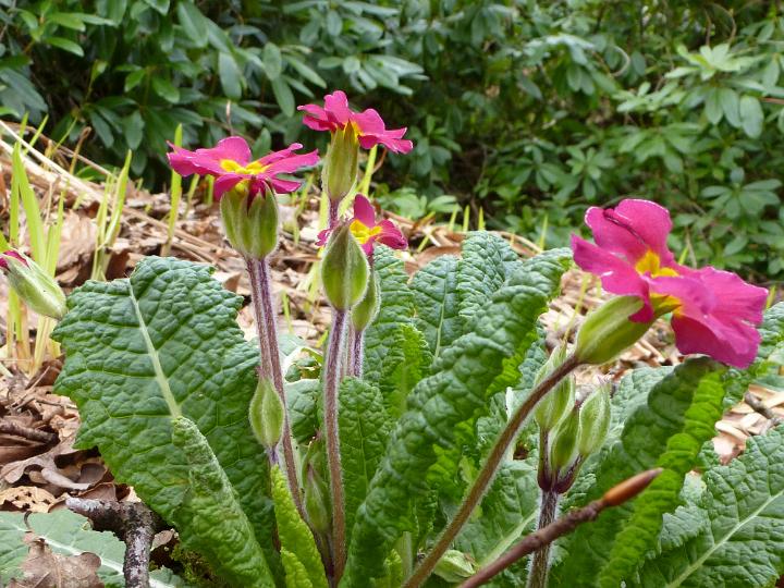 easter_primrose_flowers.jpg - Close-up on easter wild growing red primrose or primula vulgaris flowers, viewed from the side in the nature