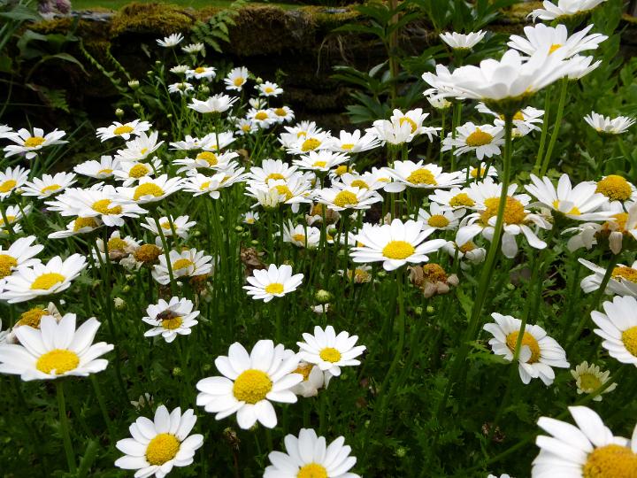 flowering_daisies.jpg - Pretty fresh white marguerite spring daisies on a bush in the garden symbolic of the new season