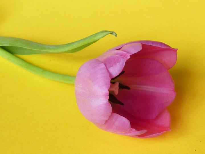 lone_cut_tulip.jpg - Lone fresh cut pink tulip on a yellow background in a close up view on the petals conceptual of Easter and spring