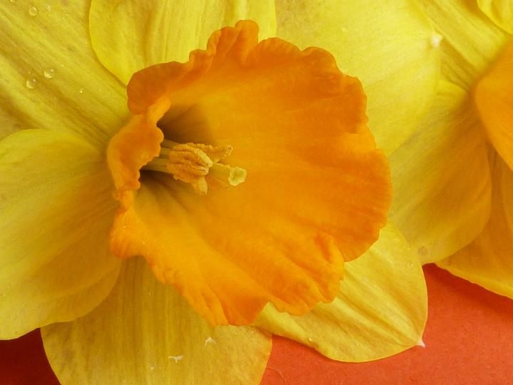 narcissus_flower.jpg - Macro close-up on yellow and orange fresh cut narcissus flower with drops of water on fragile petals