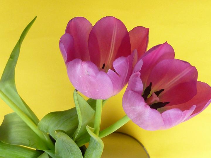 pair_of_tulips.jpg - Pair of red-purple tulip flowers in vase, viewed from above against plain yellow background. Close-up on tulips