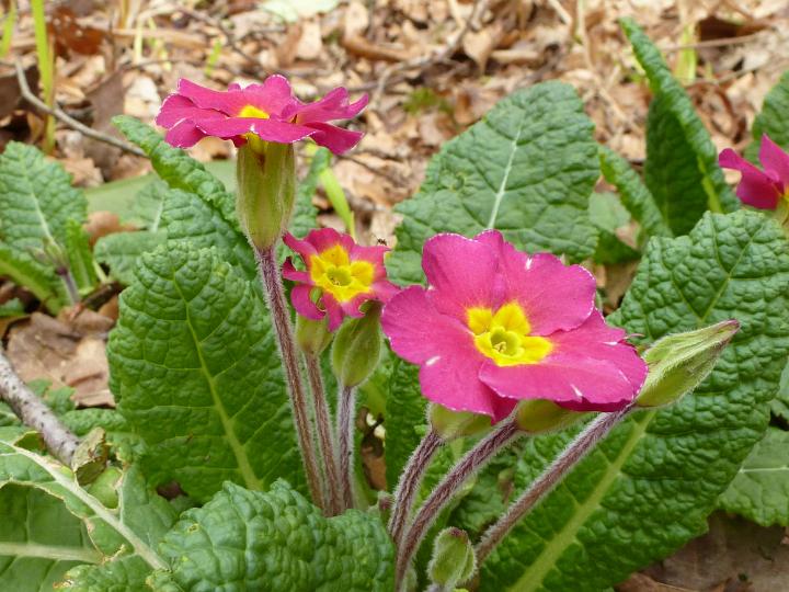 pink_primrose.jpg - Pink primrose or primula vulgaris flowers growing wild and blooming in the spring, viewed in close-up