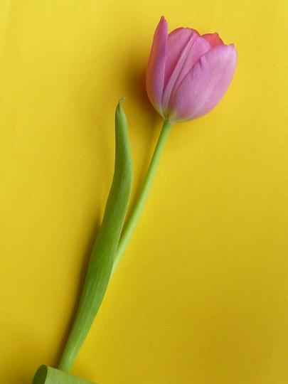 single_tulip.jpg - Single pink tulip flower placed on yellow surface and viewed in close-up