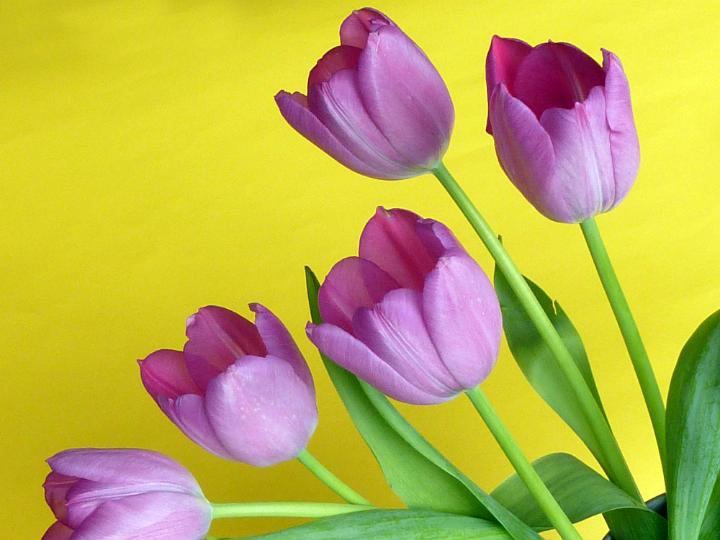 tulip_arranglement.jpg - Fresh purple tulip arrangement against plain yellow background with copy space in the corner