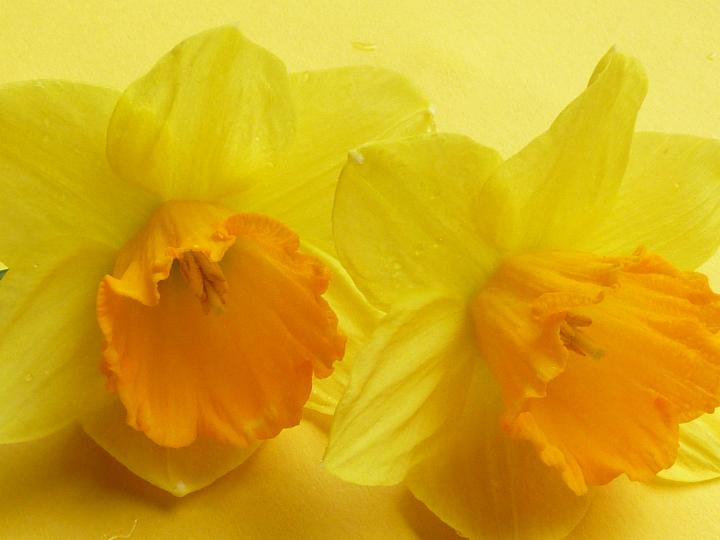 two_narcissus.jpg - Two heads of yellow narcissus flowers with orange crown viewed in macro close-up on yellow background