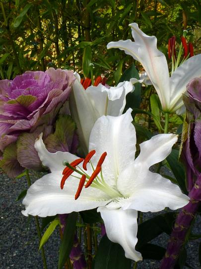 white_lily.jpg - Pretty pure easter white lily with colorful red stamens to attract the insects growing in a garden amongst assorted other ornamental flowers