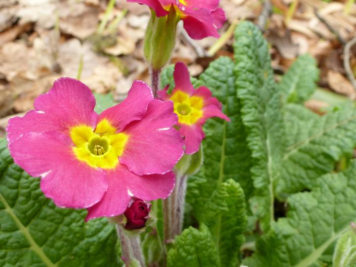 woodland_primrose.jpg - Pink wild growing woodland primrose or Primula Vulgaris with yellow center, viewed in close-up