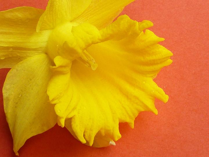 yellow_daffodil.jpg - Detail of a single fresh yellow daffodil or narcissus with focus to the corona and stamens symbolic of the spring season on orange